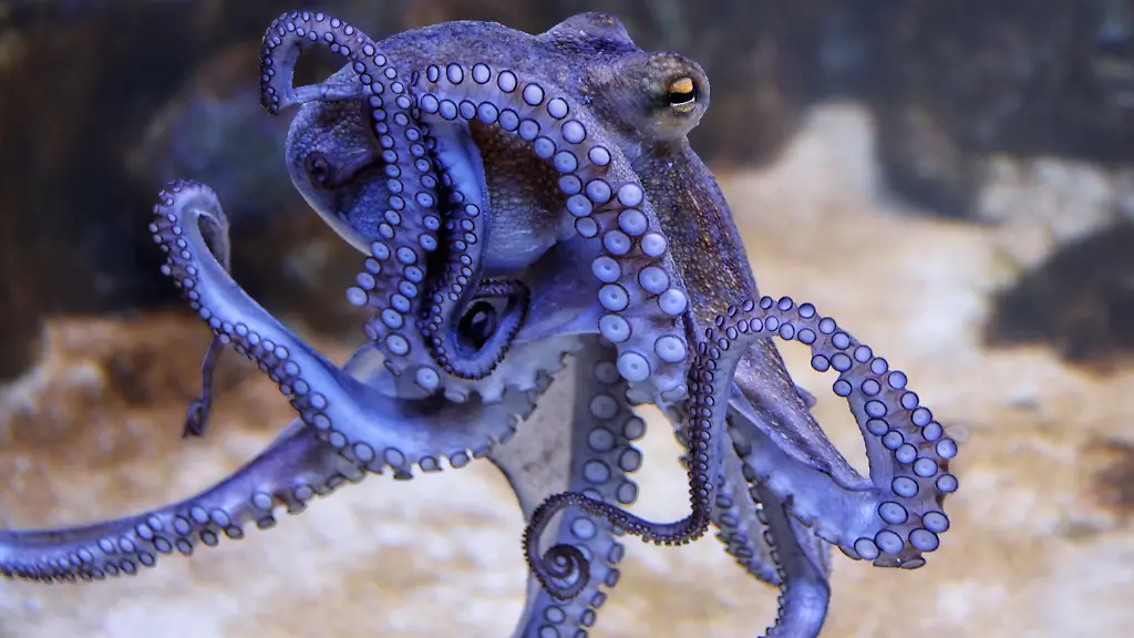 Nahaufnahme-eines-Oktopus-im-Meer