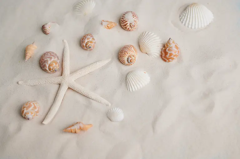 Bunte-Muscheln-und-ein-Seestern-sind-ueber-eine-glatte-sandige-Oberflaeche-verstreut-und-zeigen-die-Schoenheit-der-Natur-am-Strand-an-einem-sonnigen-Tag