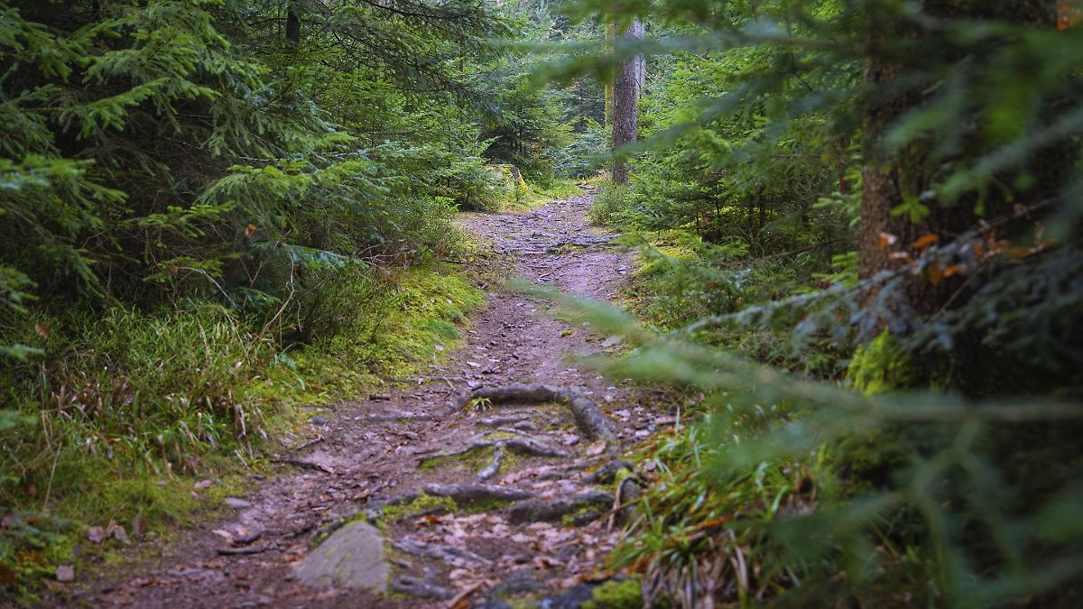 Unheimlicher-Wald-Immer-mehr-Menschen-f-rchten-sich-vor-der-Natur