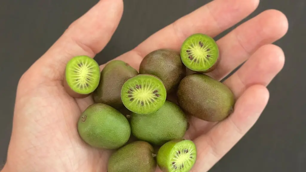 Kiwibeeren-stammen-urspruenglich-aus-Nordostasien-und-sind-bis-Minus-25-Grad-Celsius-winterhart