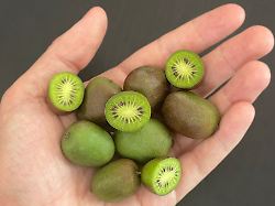 Sachsen: Kiwibeeren aus Sachsen auf der Haus-Garten-Freizeit-Messe