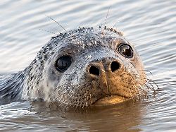 Hamburg & Schleswig-Holstein: Robbe wagt sich bis weit in den Kreis Stormarn vor