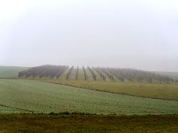 Rheinland-Pfalz & Saarland: Trockener Januar in Rheinland-Pfalz