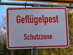 Mecklenburg-Vorpommern: Geflügelpest in Bützow – Schutzzone eingerichtet