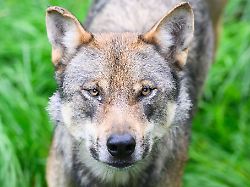 Berlin & Brandenburg: Kontroverse um Wolfs-Jagd: Kritik an Plänen des Bundes