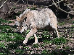 Baden-Württemberg: Dieser Verein und sein Experte stecken hinter der Wolfsklage