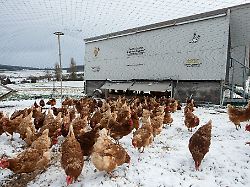 Hessen: Bauern haben bei Eis und Schnee mehr Arbeit bei Tierhaltung