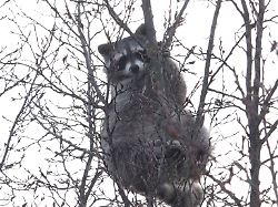 Baden-Württemberg: Waschbär sitzt in Baumkrone fest und muss gerettet werden
