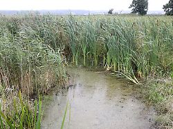 Bayern: Experte: Landwirtschaft auf Mooren ist endlich