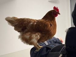 Bayern: Gefiederter Gast am Bahnhof – Polizei nimmt Huhn auf