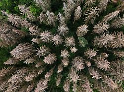 Thüringen: Land zahlt Millionen an Entschädigung für Waldbesitzer