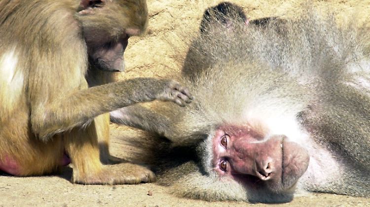 Hier laust der Affe. Läuse sind sehr spezialisierte Tiere, die sich an ihre jeweiligen Wirte anpassen.