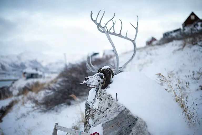 Reindeer-antlers-are-displayed-in-Kapisillit-Greenland-January-20-2026-The-concept-that-ownership-is-shared-collectively-is-central-to-the-Inuit-identity-It-has-survived-300-years-of-colonisation-and-is-written-into-law-People-can-own-houses-but-not-the-land-beneath-them-We-can-t-even-buy-our-own-land-ourselves-but-Trump-wants-to-buy-it-that-s-so-strange-to-us-said-village-catechist-Kaaleeraq-Ringsted-74-REUTERS-Marko-Djurica-SEARCH-DJURICA-GREENLAND-INUIT-FOR-THIS-STORY-SEARCH-WIDER-IMAGE-FOR-ALL-STORIES