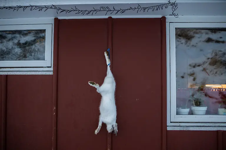 A-Greenlandic-hare-hangs-outside-a-house-in-Kapisillit-Greenland-January-20-2026-People-here-are-interested-in-the-day-that-is-coming-Is-there-food-in-the-fridge-Fine-then-I-can-sleep-a-little-longer-If-there-is-no-food-then-I-will-go-out-and-catch-fish-or-go-out-and-shoot-a-reindeer-said-Vanilla-Mathiassen-a-Danish-teacher-in-Kapisillit-who-has-worked-in-towns-and-villages-across-Greenland-for-13-years-REUTERS-Marko-Djurica-SEARCH-DJURICA-GREENLAND-INUIT-FOR-THIS-STORY-SEARCH-WIDER-IMAGE-FOR-ALL-STORIES