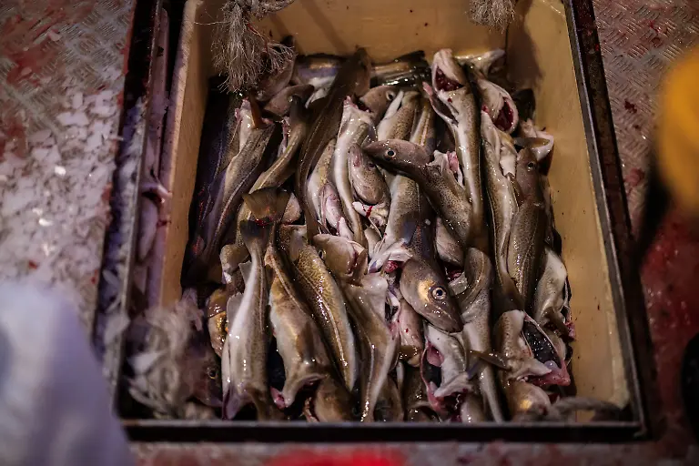 Freshly-caught-cod-fished-by-Aslak-Wilhelm-Jensen-left-50-lie-inside-his-boat-docked-in-Kapisillit-Greenland-January-20-2026-People-here-are-interested-in-the-day-that-is-coming-Is-there-food-in-the-fridge-Fine-then-I-can-sleep-a-little-longer-If-there-is-no-food-then-I-will-go-out-and-catch-fish-or-go-out-and-shoot-a-reindeer-said-Vanilla-Mathiassen-a-Danish-teacher-in-Kapisillit-who-has-worked-in-towns-and-villages-across-Greenland-for-13-years-REUTERS-Marko-Djurica-SEARCH-DJURICA-GREENLAND-INUIT-FOR-THIS-STORY-SEARCH-WIDER-IMAGE-FOR-ALL-STORIES
