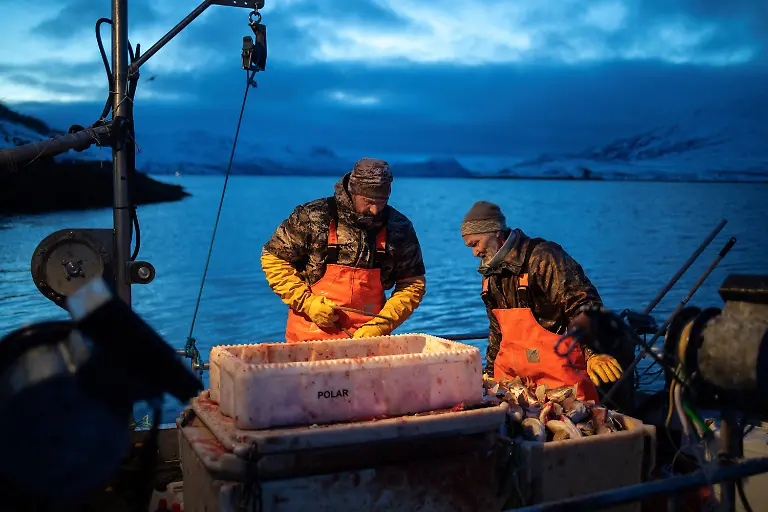 Fisherman-Aslak-Wilhelm-Jensen-left-50-cleans-a-cod-on-his-boat-docked-in-Kapisillit-Greenland-January-20-2026-People-here-are-interested-in-the-day-that-is-coming-Is-there-food-in-the-fridge-Fine-then-I-can-sleep-a-little-longer-If-there-is-no-food-then-I-will-go-out-and-catch-fish-or-go-out-and-shoot-a-reindeer-said-Vanilla-Mathiassen-a-Danish-teacher-in-Kapisillit-who-has-worked-in-towns-and-villages-across-Greenland-for-13-years-REUTERS-Marko-Djurica-SEARCH-DJURICA-GREENLAND-INUIT-FOR-THIS-STORY-SEARCH-WIDER-IMAGE-FOR-ALL-STORIES
