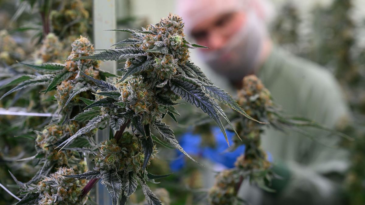 Cannabis-Hersteller baut Standort in Leuna deutlich aus