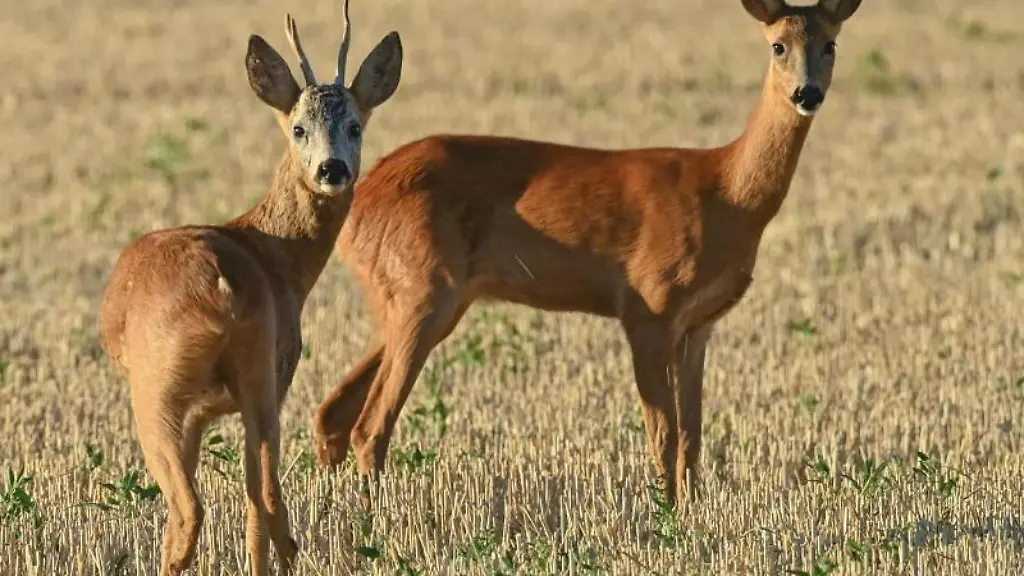 Ein-Rehbock-und-ein-Reh-stehen-auf-einem-abgeernteten-Getreidefeld