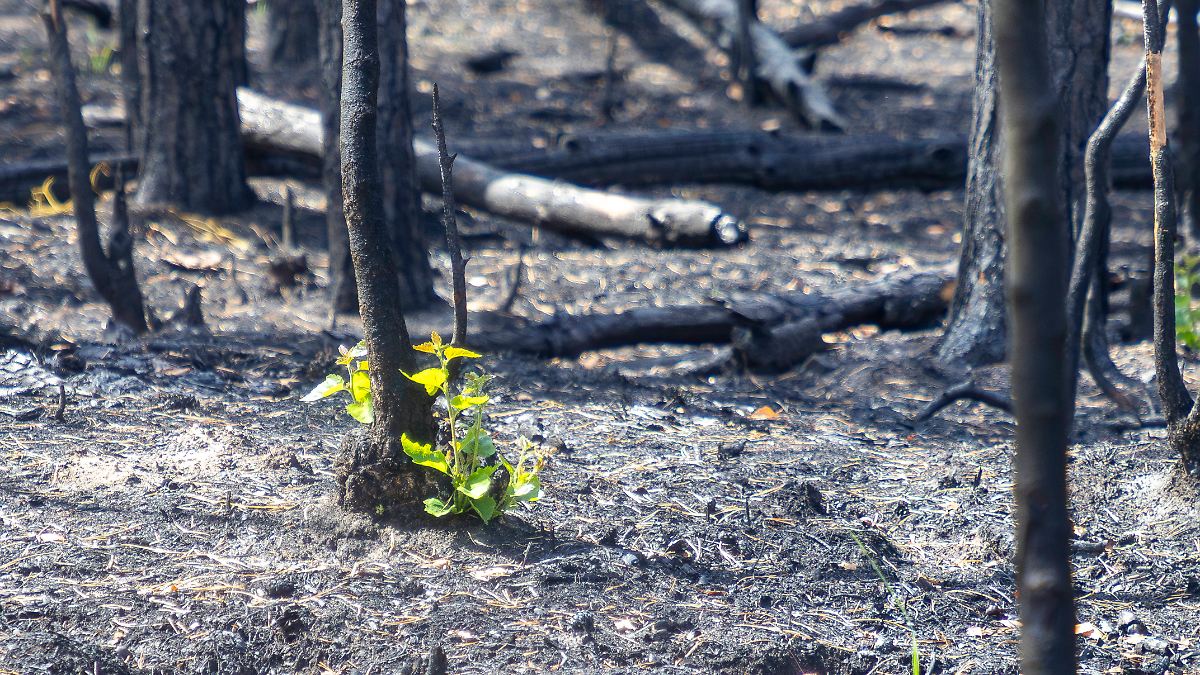 Br-ssel-weitgehend-isoliert-EU-will-bei-Umweltpolitik-mehr-Druck-aufbauen