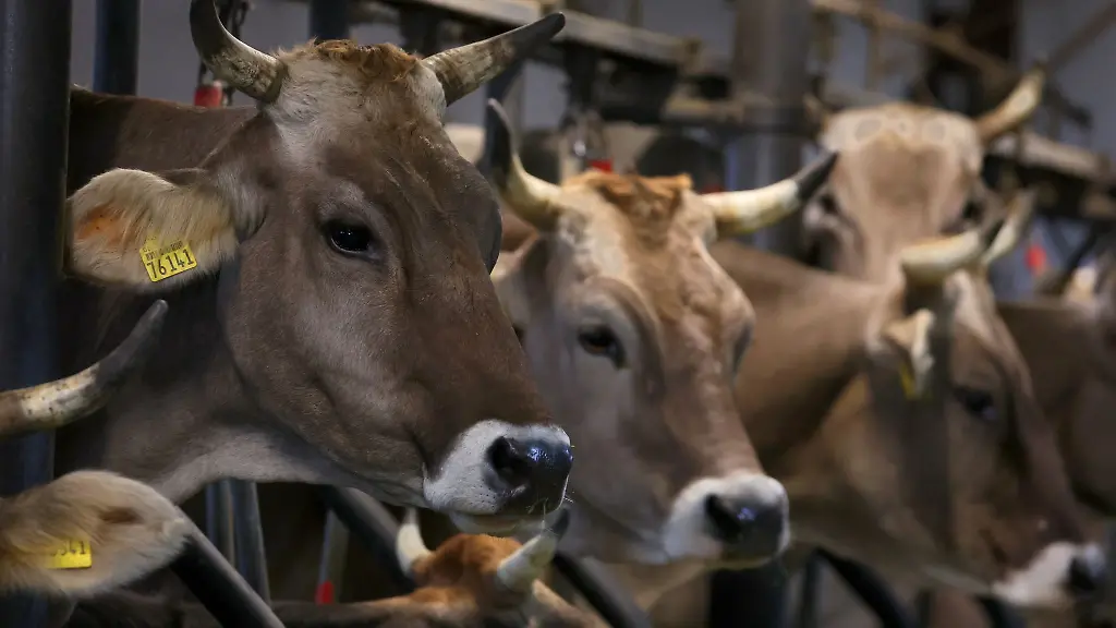 Erstes Bundesland verbietet Anbindehaltung von Rindern