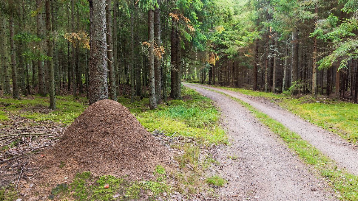 -Schatten-ber-dem-Wald-Wenn-der-Kuckuck-Heil-Hitler-ruft