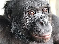 Fantasiebegabte Tiere: Affen können sich Dinge vorstellen, die nicht da sind