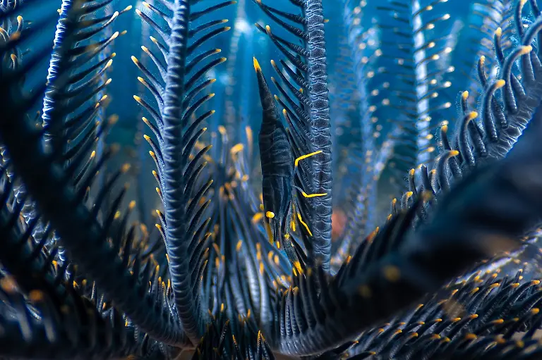 3rd-Underwater-Featherhome-Luis Arpa-CUPOTY 7-WEB