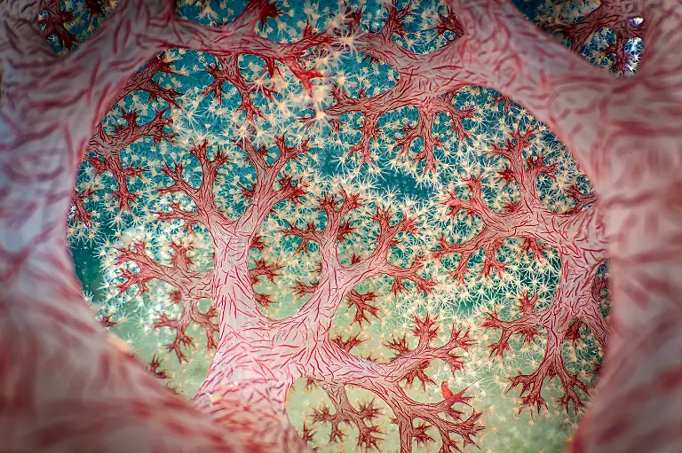 1st-Underwater-Fractal Forest-Ross Gudgeon-CUPOTY 7-WEB