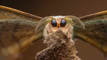 1st-Invertebrate Portrait-Good Boy-Laurent Hesemans-CUPOTY 7-WEB