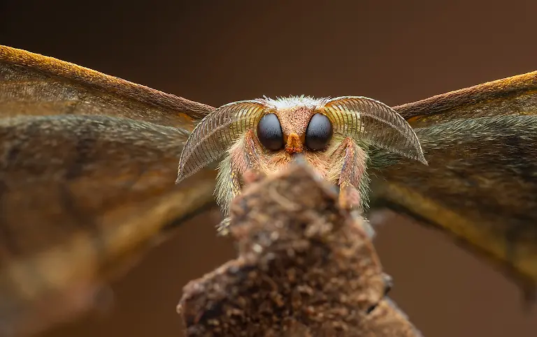1st-Invertebrate Portrait-Good Boy-Laurent Hesemans-CUPOTY 7-WEB