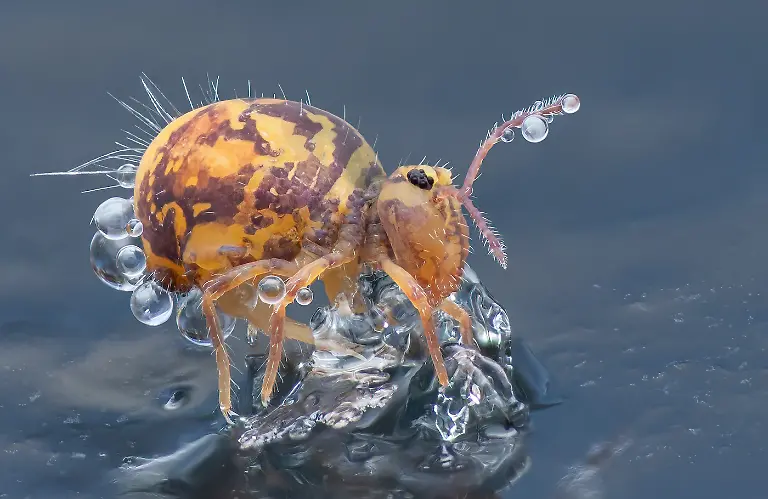 Finalist-Invertebrate Portrait-Frozen-Nadja Baumgartner-CUPOTY 7-WEB