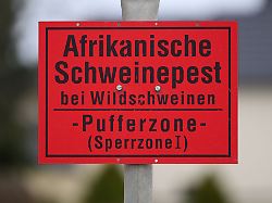 Sachsen: Afrikanische Schweinepest in Sachsen getilgt