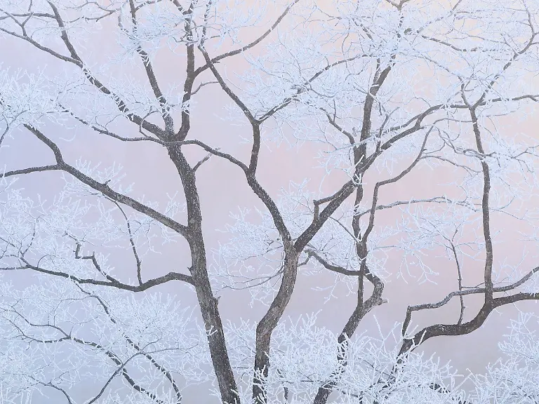 1st-Intimate Landscape-Dreamy State-Sho Hoshino-CUPOTY 7-WEB
