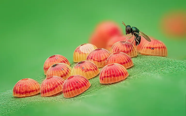 Finalist-Insects-Parasitic Play-Raghuram Annadana-CUPOTY 7-WEB