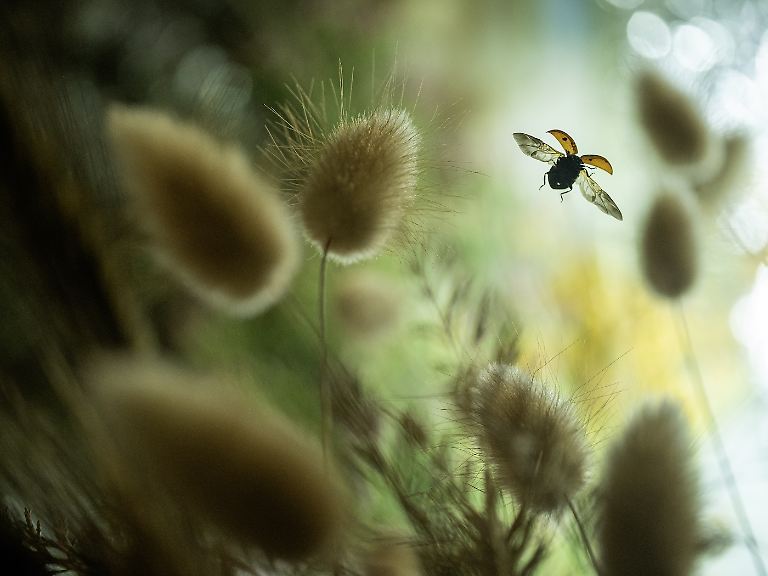 Finalist-Insects-Flying Amongst the Down-Fabio Sartori-CUPOTY 7-WEB.jpg