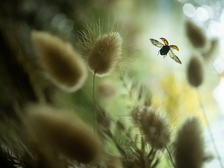 Finalist-Insects-Flying Amongst the Down-Fabio Sartori-CUPOTY 7-WEB