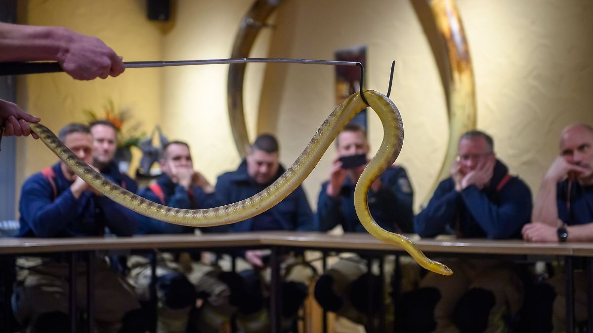 Feuerwehrleute trainieren im Zoo Umgang mit Schlangen