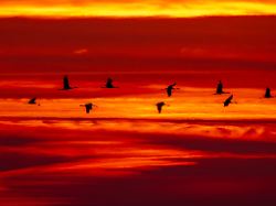 Bringen sie die Vogelgrippe mit?: Trotz Eis und Schnee - Kraniche kehren in Brutreviere zurück