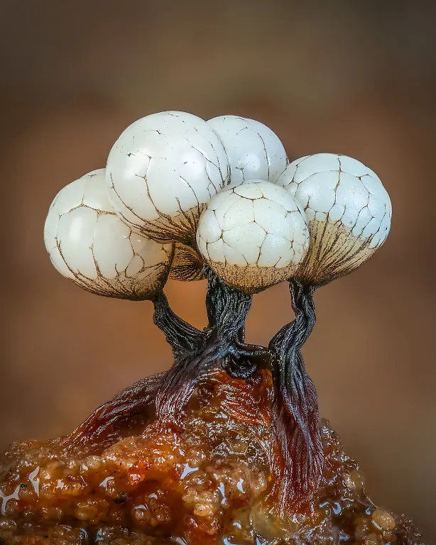 2nd-Fungi-Cribraria Cluster-Barry Webb-CUPOTY 7-WEB
