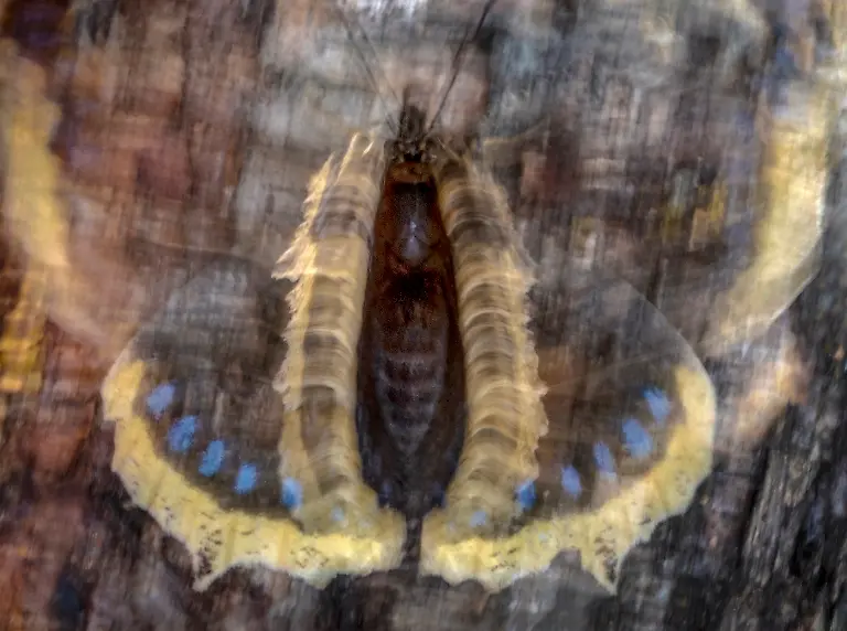 1st-Butterflies-Butterfly Flash-Pål Hermansen-CUPOTY 7-WEB