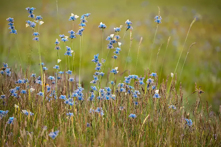Finalist-Butterflies-Blooming Butterflies-Yuejian Zhao-CUPOTY 7-WEB