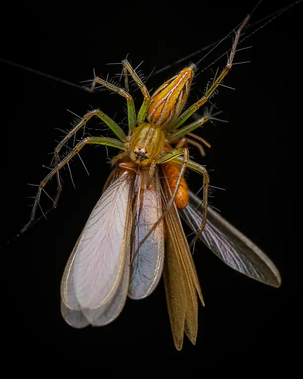 1st-Arachnids-Dinner-Artur Tomaszek-CUPOTY 7-WEB