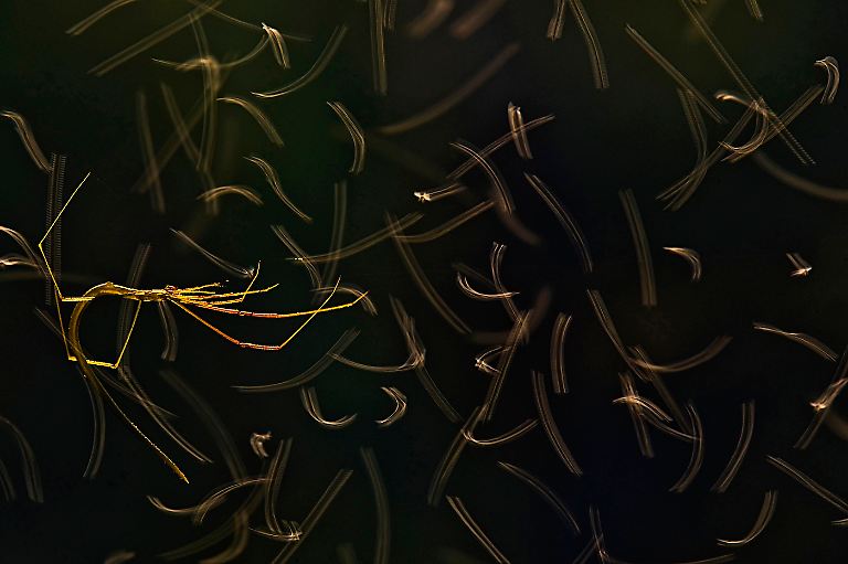 3rd-Arachnids-Gymnast-Anirban Dutta-CUPOTY 7-WEB.jpg