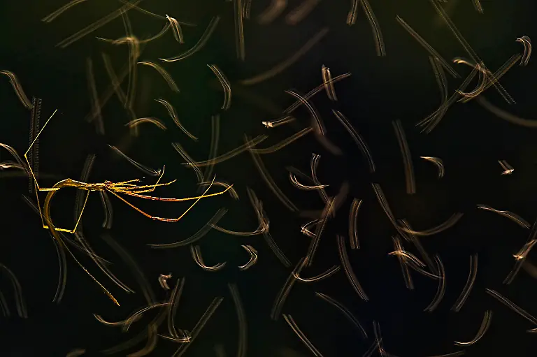 3rd-Arachnids-Gymnast-Anirban Dutta-CUPOTY 7-WEB