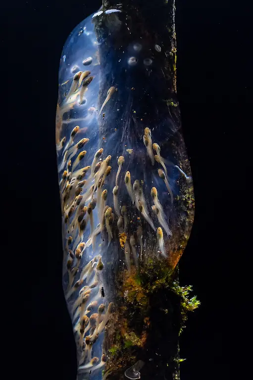 1st-Animals-Amphibian Galaxy-Filippo Carugati-CUPOTY 7-WEB