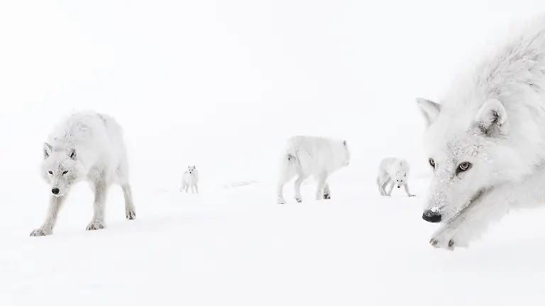 2nd-Animals-Inside the Pack-Amit Eshel-CUPOTY 7-WEB