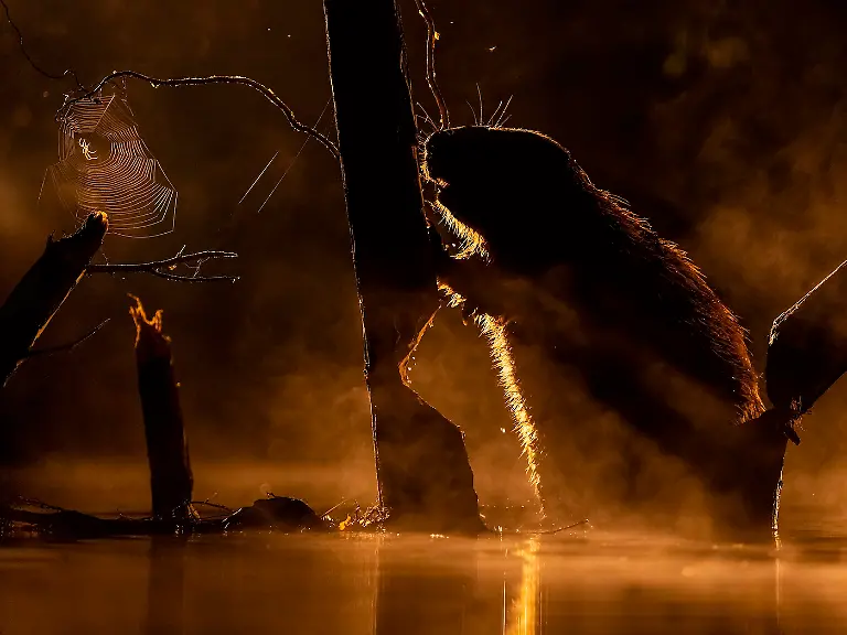 3rd-Animals-Spider Web-Bence Máté-CUPOTY 7-WEB