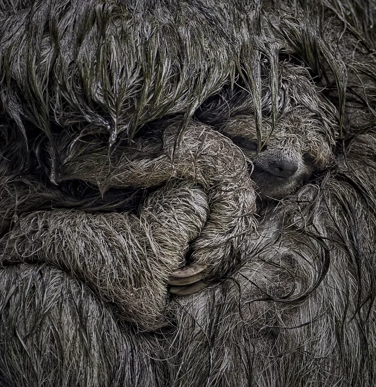 Finalist-Animals-In Mothers Arms-Dvir Barkay-CUPOTY 7-WEB