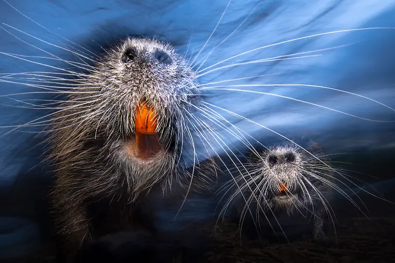 Finalist-Animals-Whiskers-Luca Lorenz-CUPOTY 7-WEB