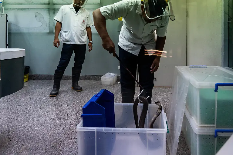 BANGKOK-THAILAND-JULY-11-A-snake-handler-takes-a-cobra-out-of-its-enclosure-to-extract-its-venom-at-Queen-Saovbha-Memorial-Institute-in-Bangkok-Thailand-on-July-11-2023-Queen-Saovbha-Memorial-Institute-a-research-center-associated-with-the-Thai-Red-Cross-Society-was-established-in-1923-as-the-Bangkok-Snake-Farm-The-research-establishment-has-raised-venomous-snakes-for-venom-extraction-and-production-of-antivenom-medicine-supplied-primarily-to-farmers-hospitals-and-people-living-in-Thailand-and-surrounding-countries-in-the-region-where-venomous-snakes-are-endemic-The-institute-also-serves-as-a-museum-to-inform-the-general-public-about-snakes-in-Thailand
